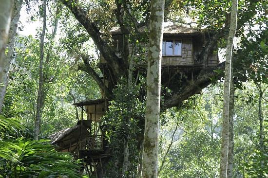 Shola Periyar Tree House